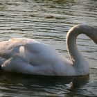 Cisne en el lago