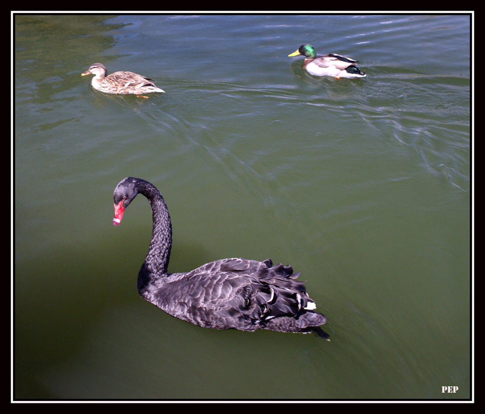 CISNE EN EL LAGO