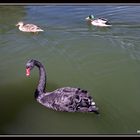 CISNE EN EL LAGO