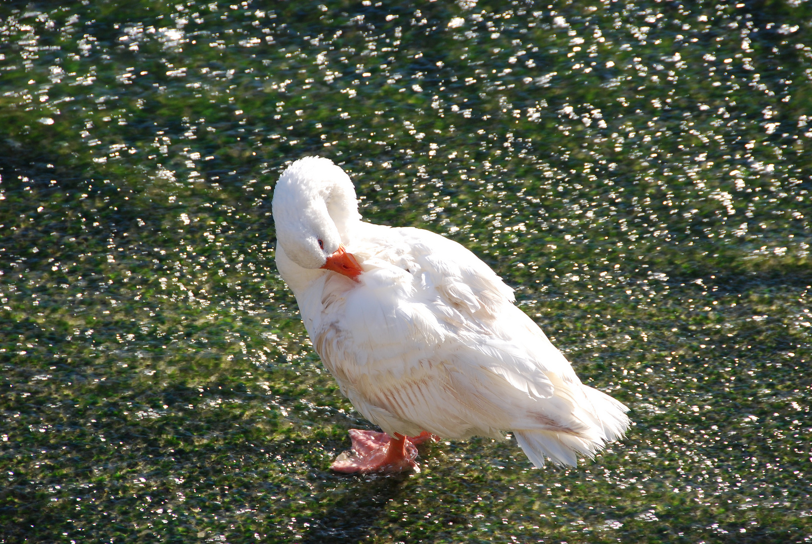 cisne en el Tajo