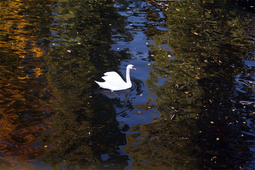 Cisne en otoño