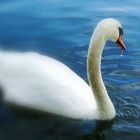 Cisne en Puigcerda