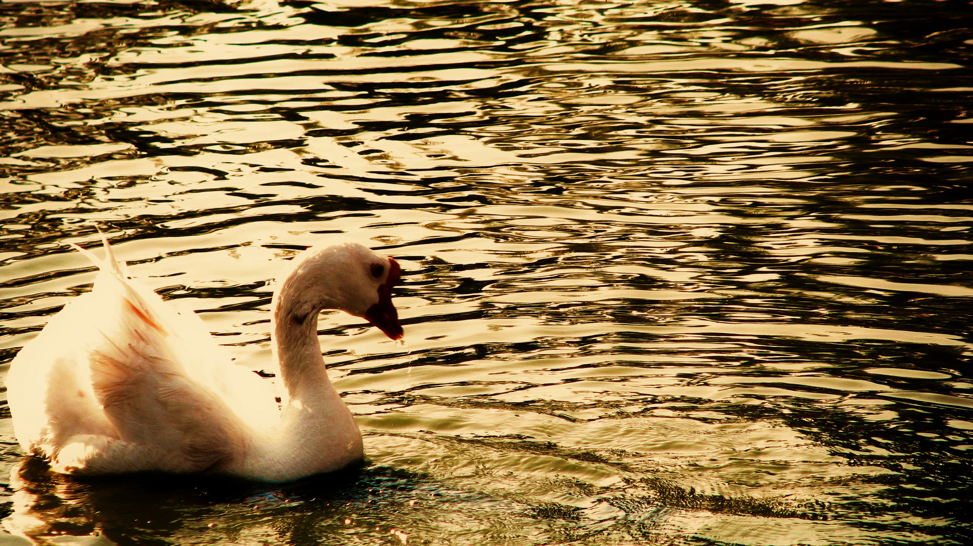 Cisne