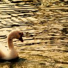 Cisne