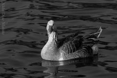 Cisne