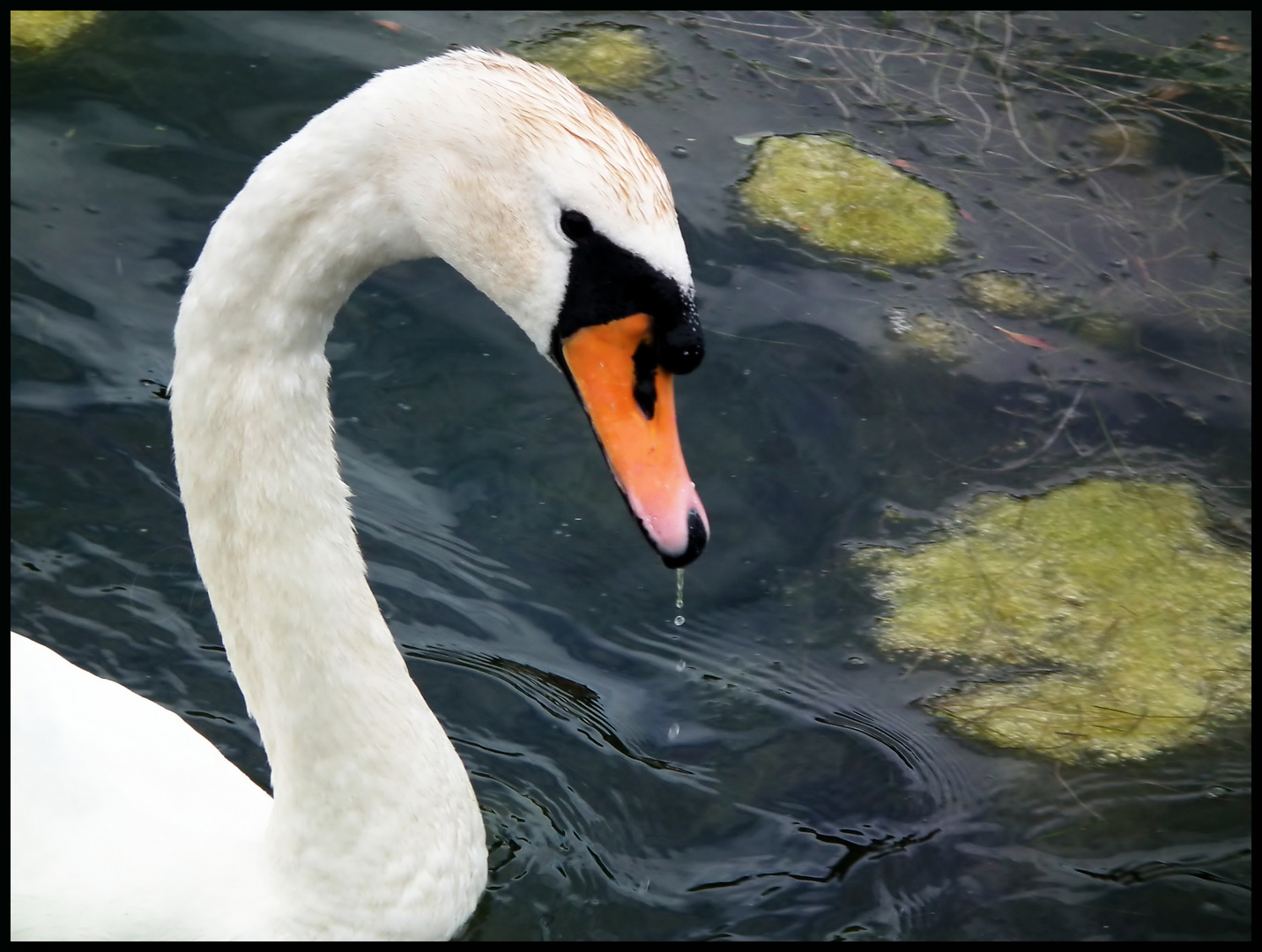 Cisne