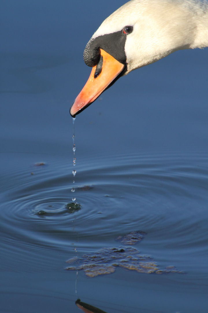 Cisne-Höckerschwan-1