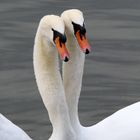 Cisne-Höckerschwan