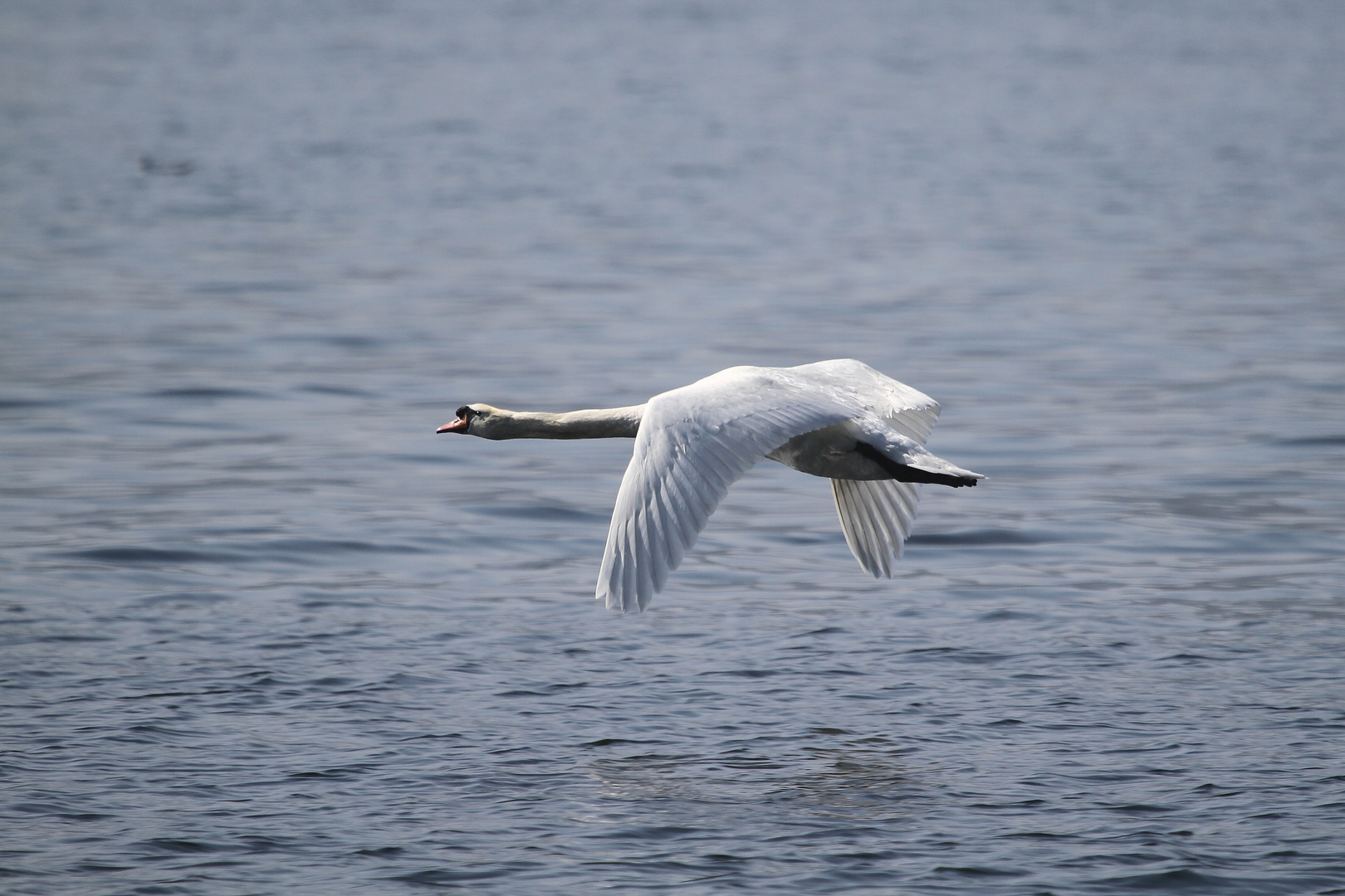 Cisne-Höckerschwan