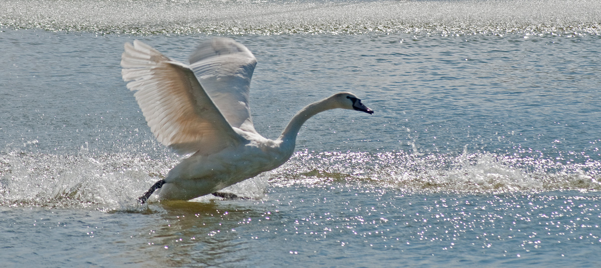 Resultado de imagen para CISNE VOLANDO