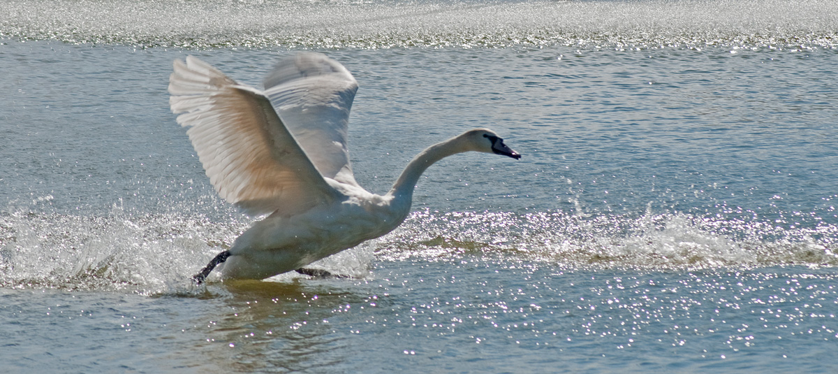 Cisne joven tratando de volar