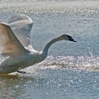 Cisne joven tratando de volar