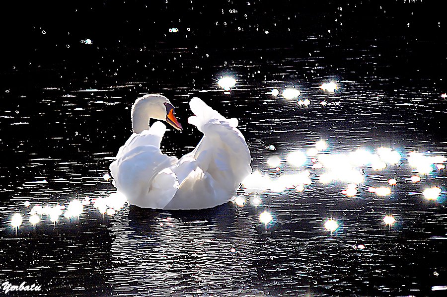 Cisne mudo (Cisne blanco)