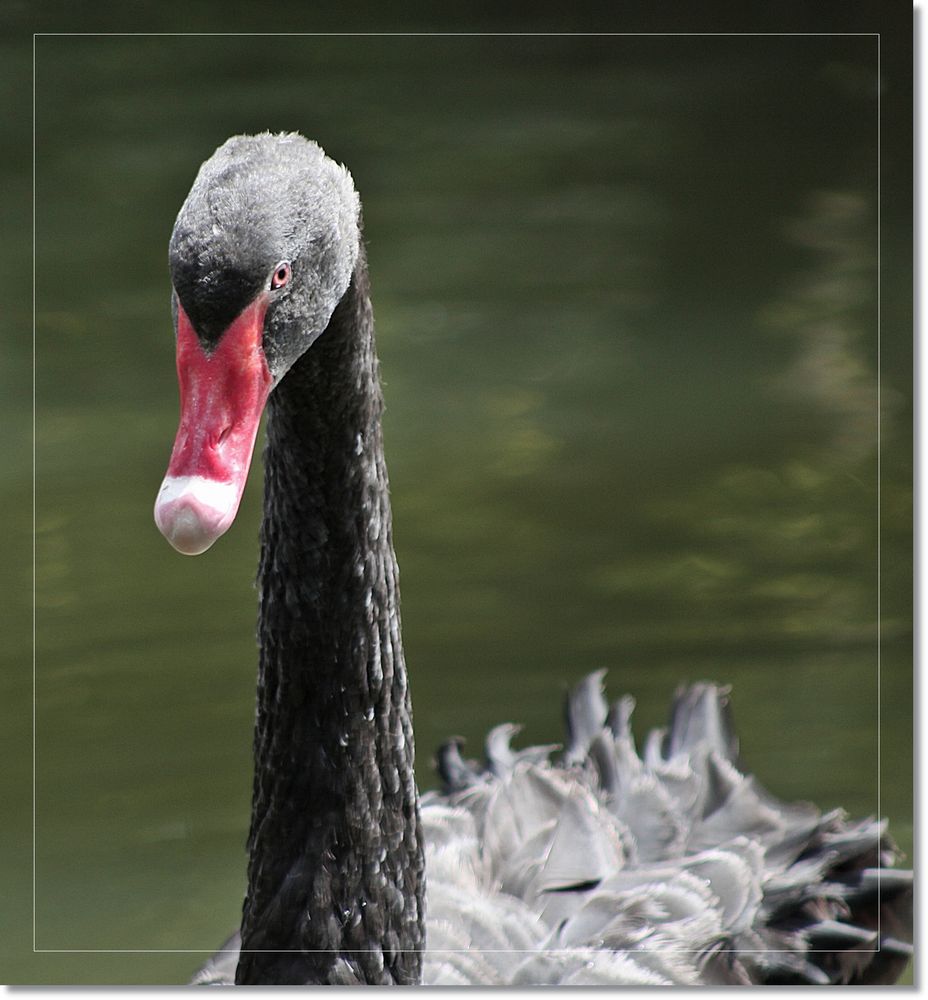 Cisne negro