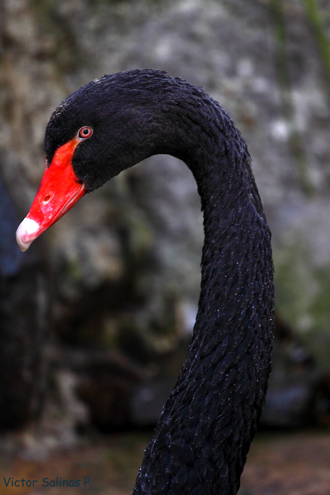 Cisne Negro 2