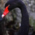 Cisne Negro 2