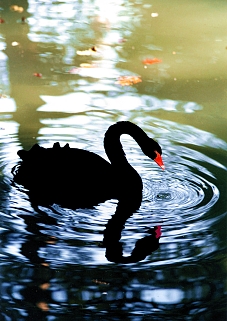 Cisne negro