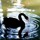 Cisne negro