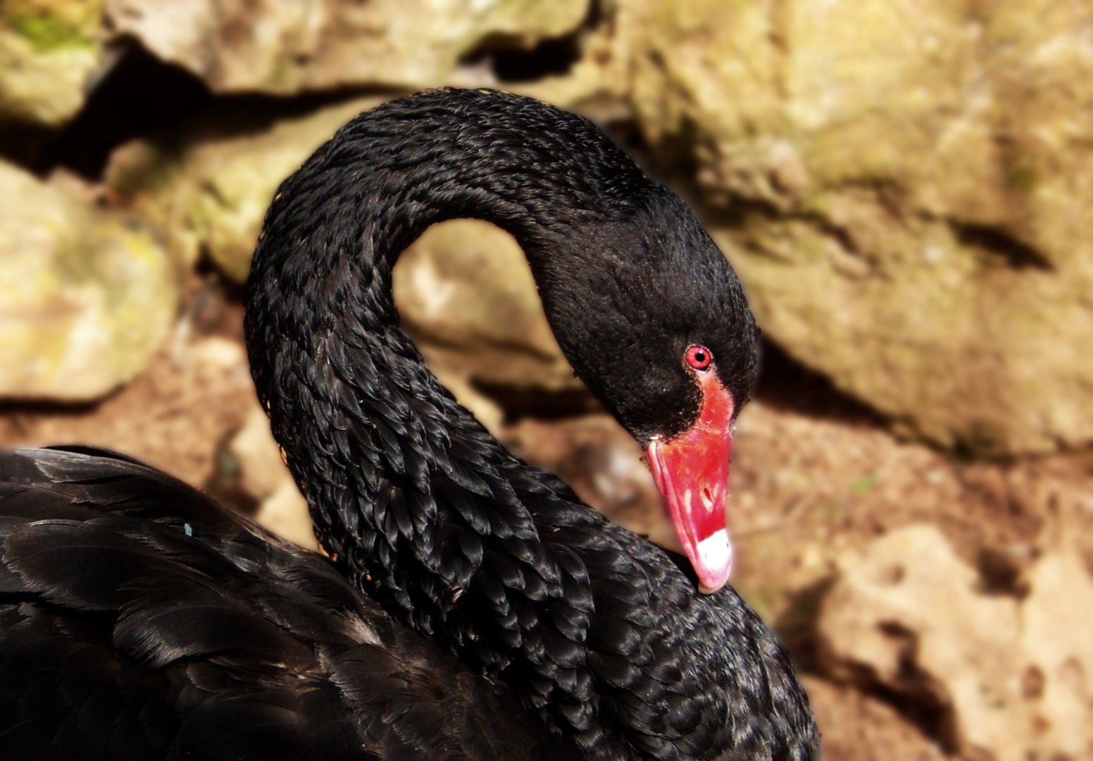 Cisne negro