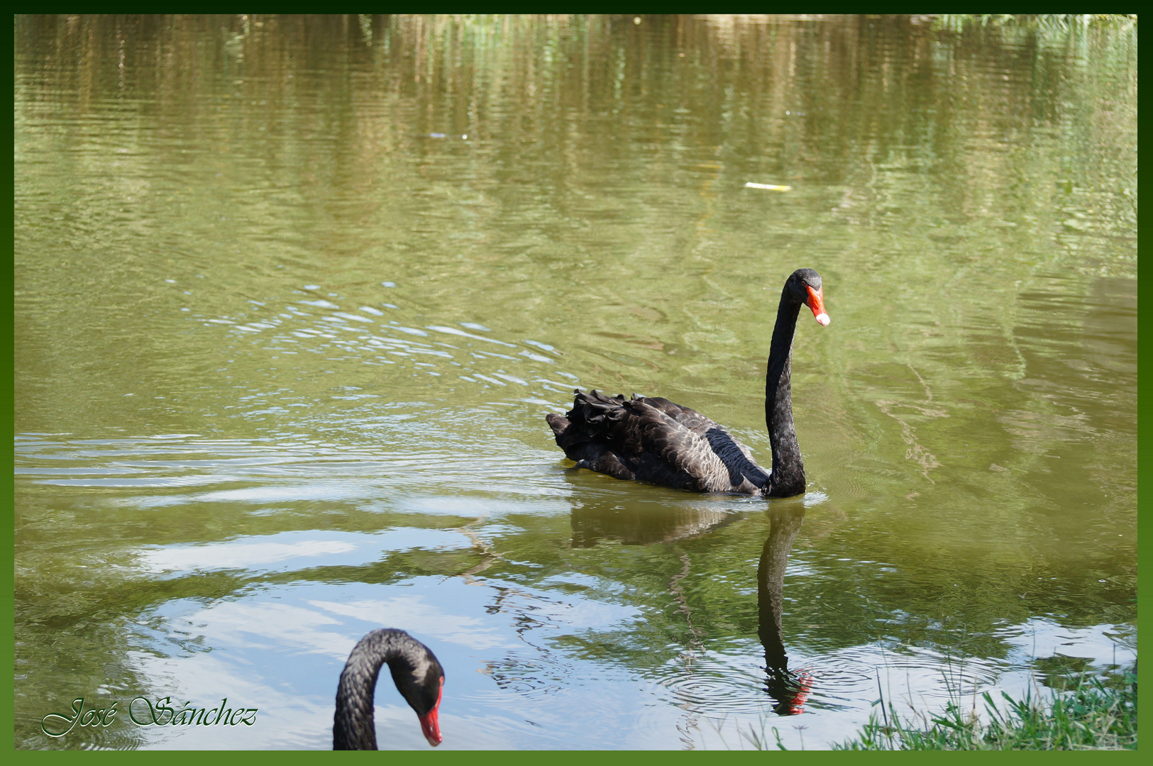 Cisne negro