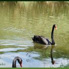 Cisne negro