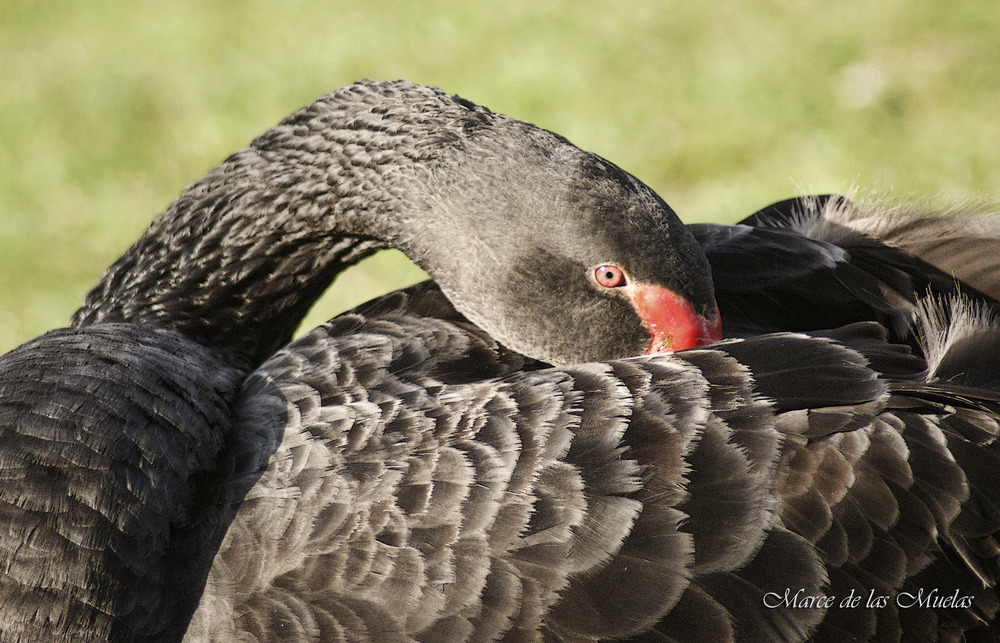 ...cisne negro...