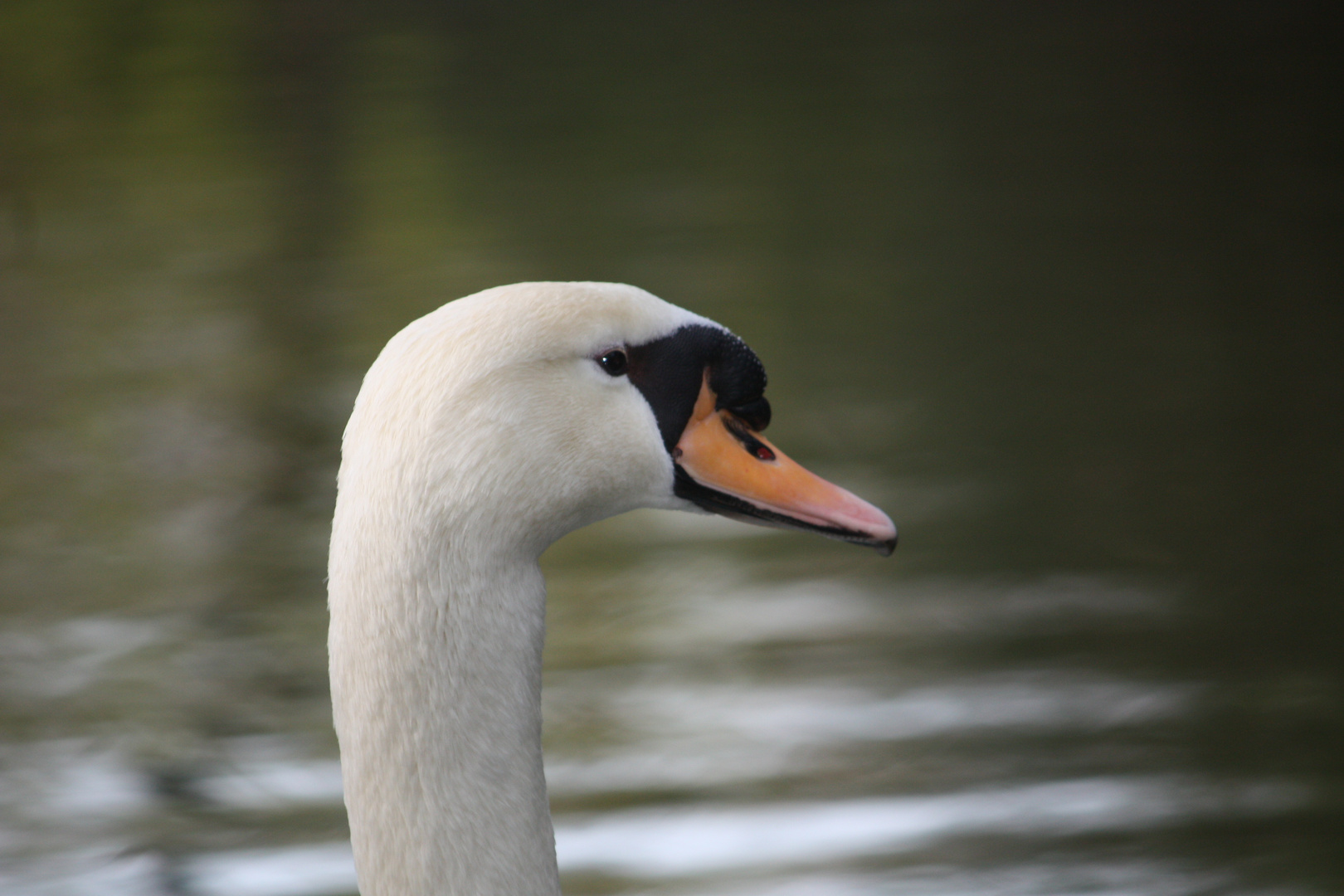 cisne retratado