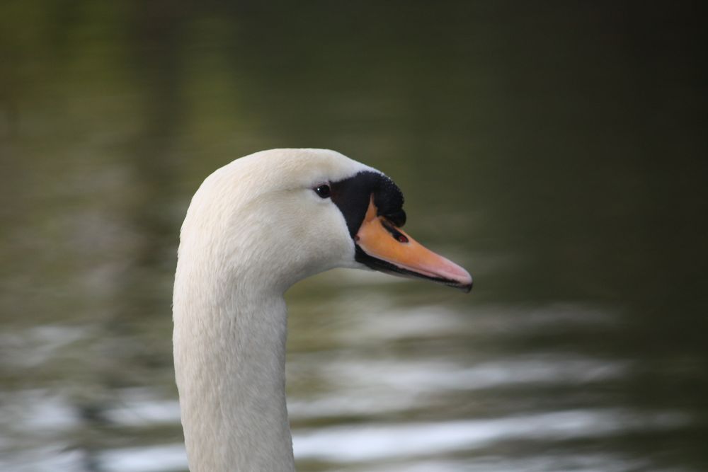 cisne retratado