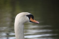 cisne retratado