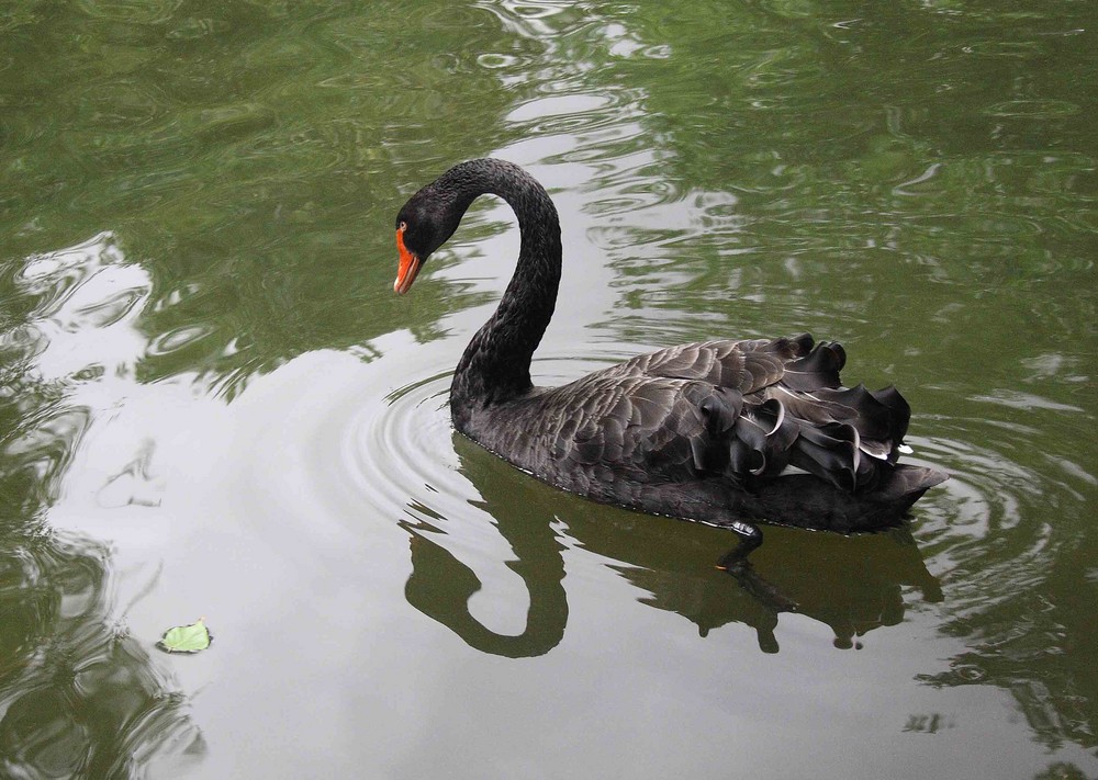 Cisne y hoja