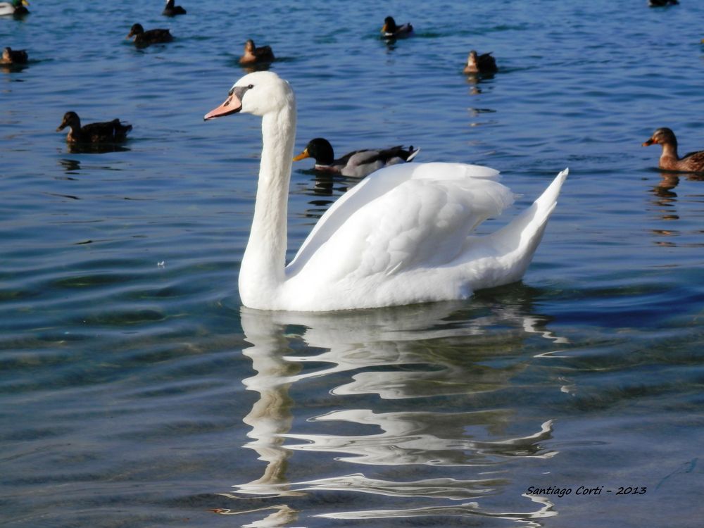 Cisne y patos en el lago