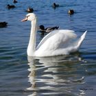 Cisne y patos en el lago