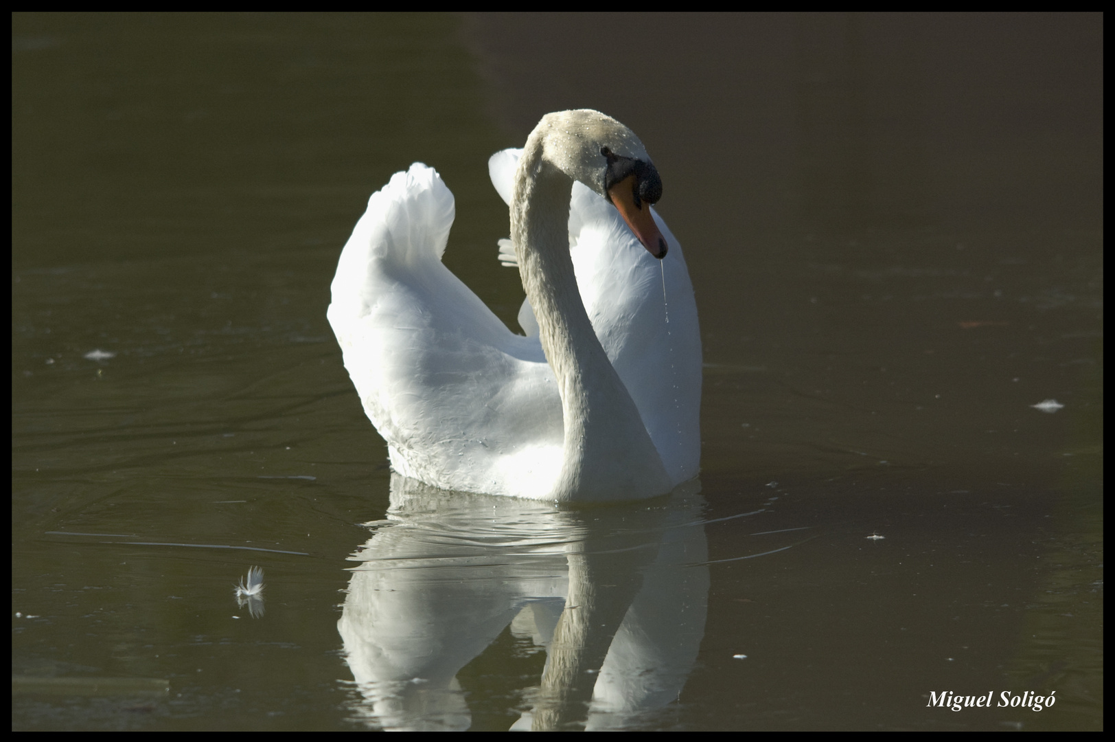 Cisne2