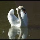 Cisne2