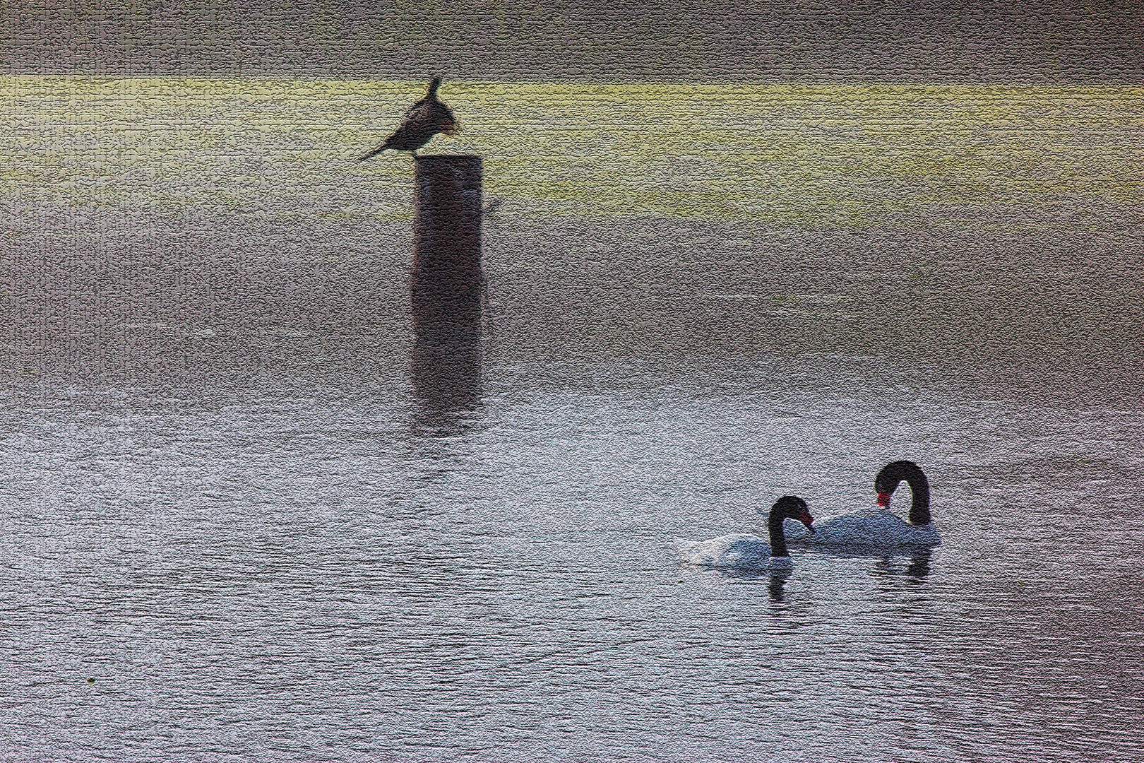 Cisnes