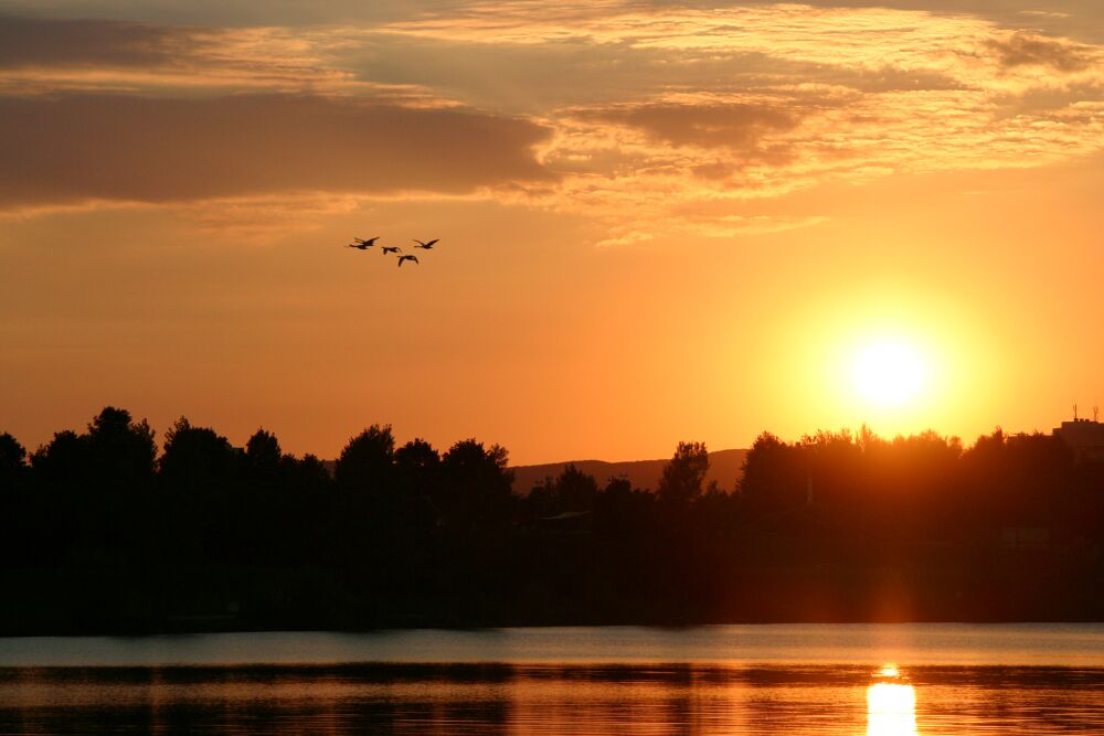 Cisnes