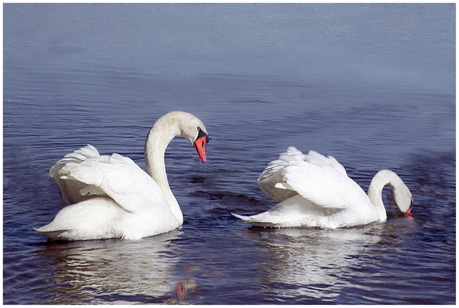 Cisnes Foto Bild Natur Kreativ Tiere Cisnes Bilder Auf