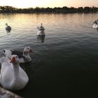 Cisnes