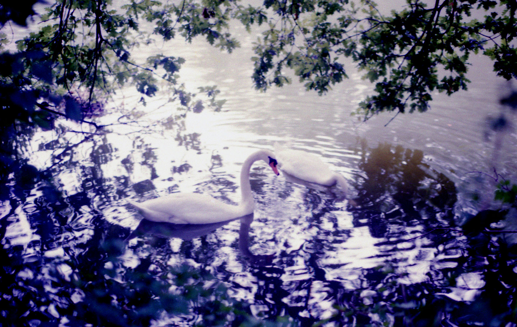 Cisnes