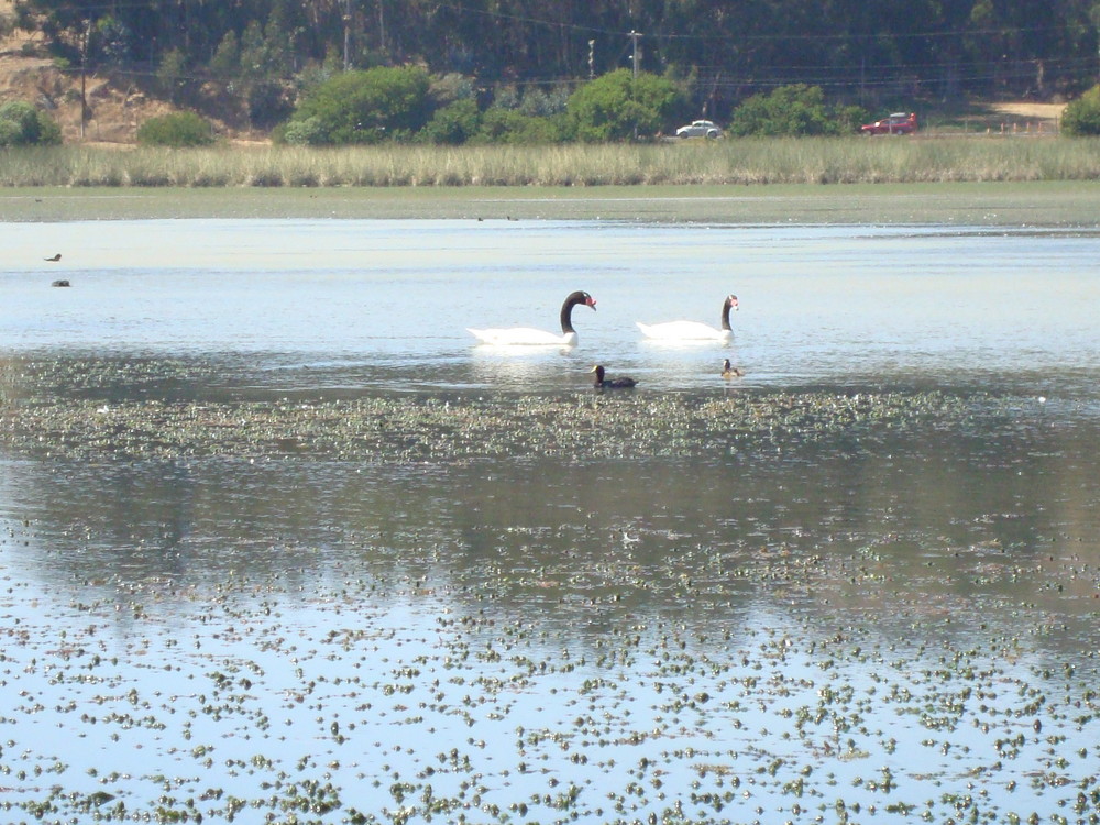 Cisnes de Cuello Negro