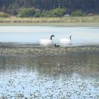 Cisnes de Cuello Negro