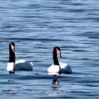 Cisnes de cuello negro