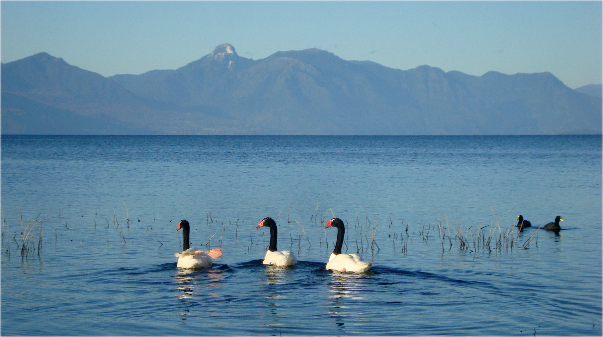 Cisnes de cuello negro