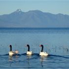 Cisnes de cuello negro