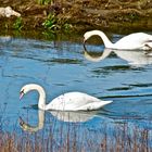 Cisnes en el Biotopo de Zarautz   copia 2