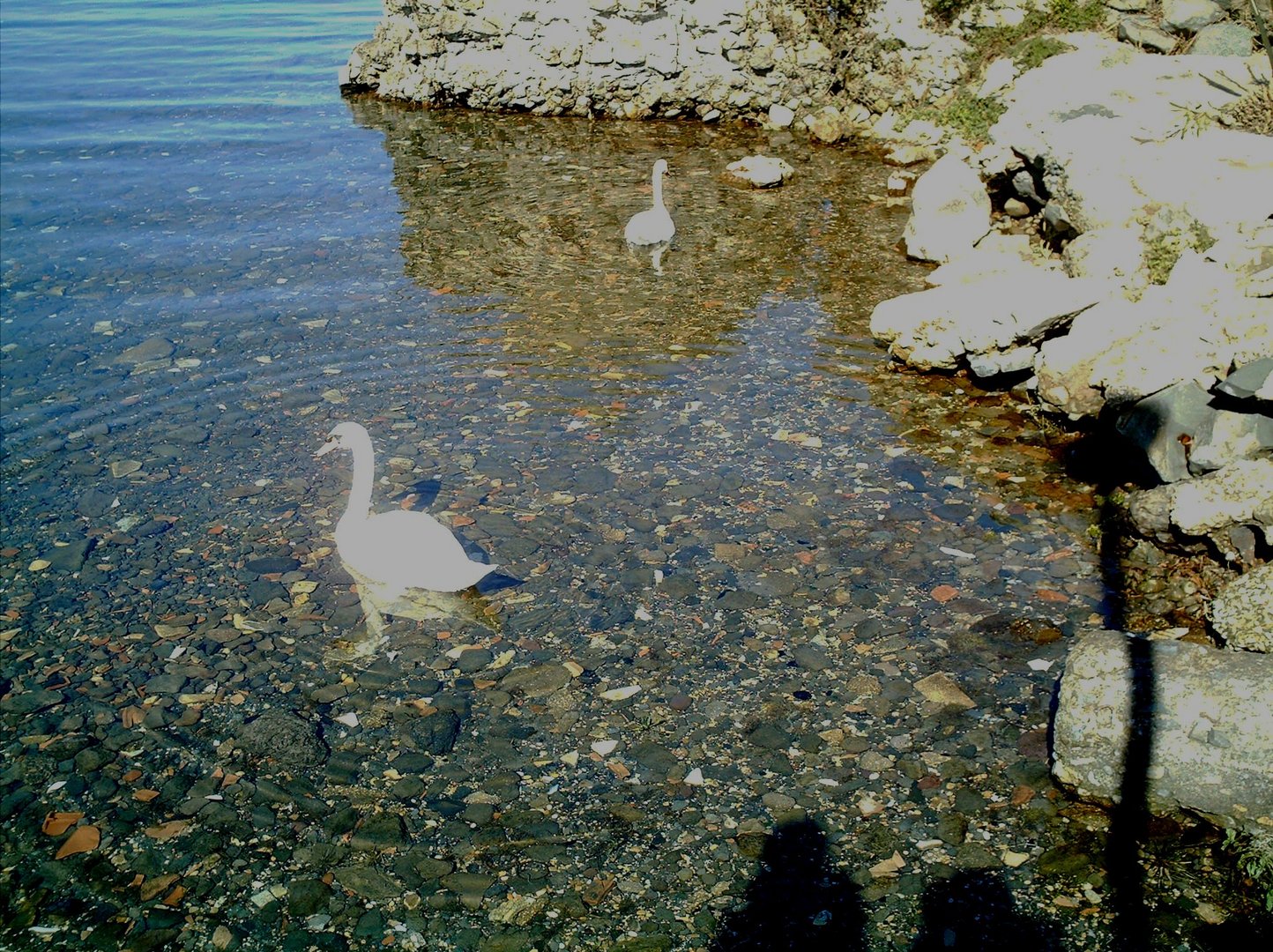 CISNES EN EL LAGO