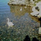 CISNES EN EL LAGO