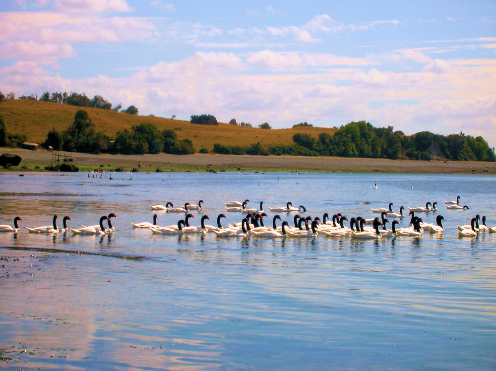 Cisnes en la Playa