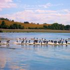 Cisnes en la Playa