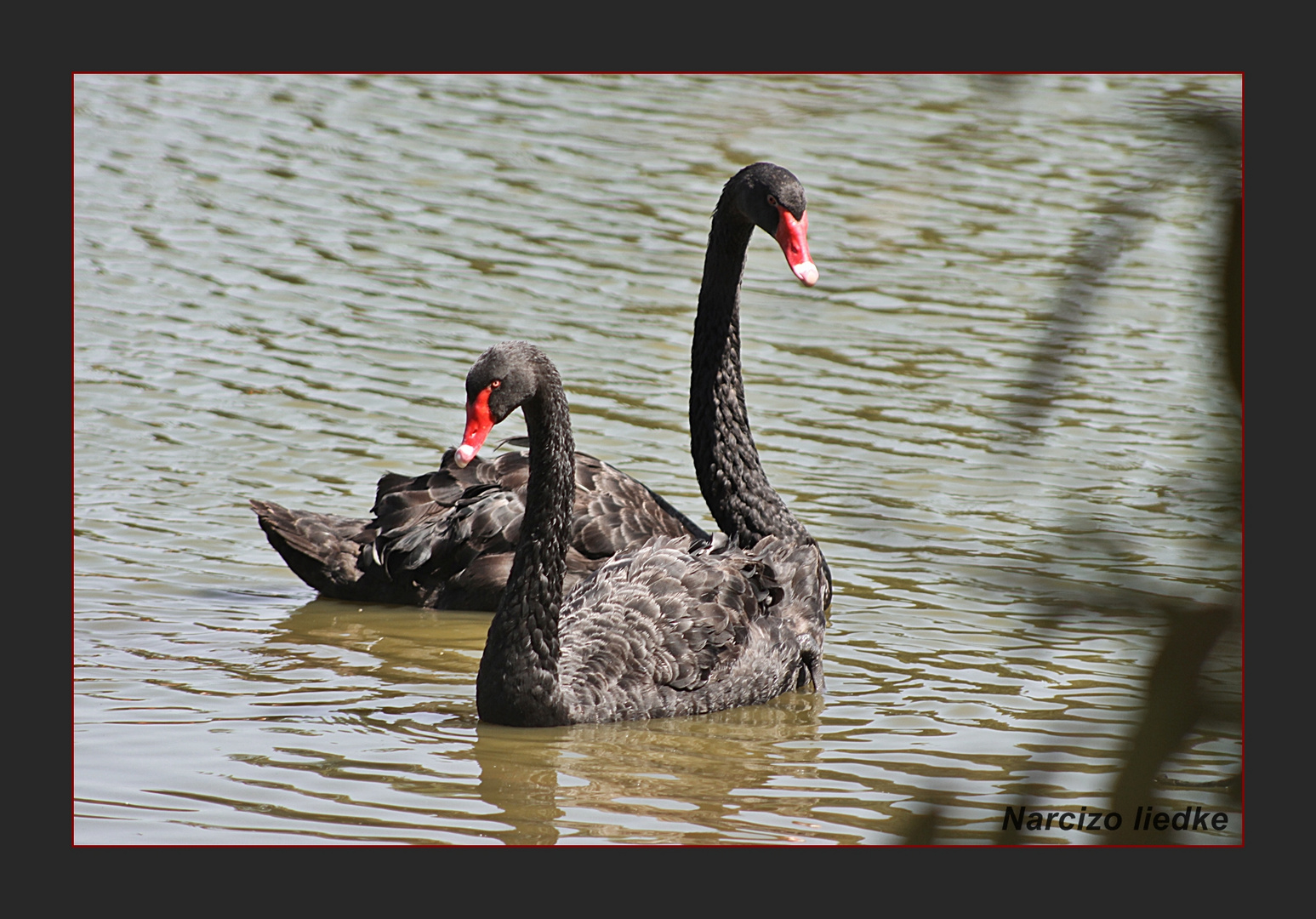 Cisnes Negros